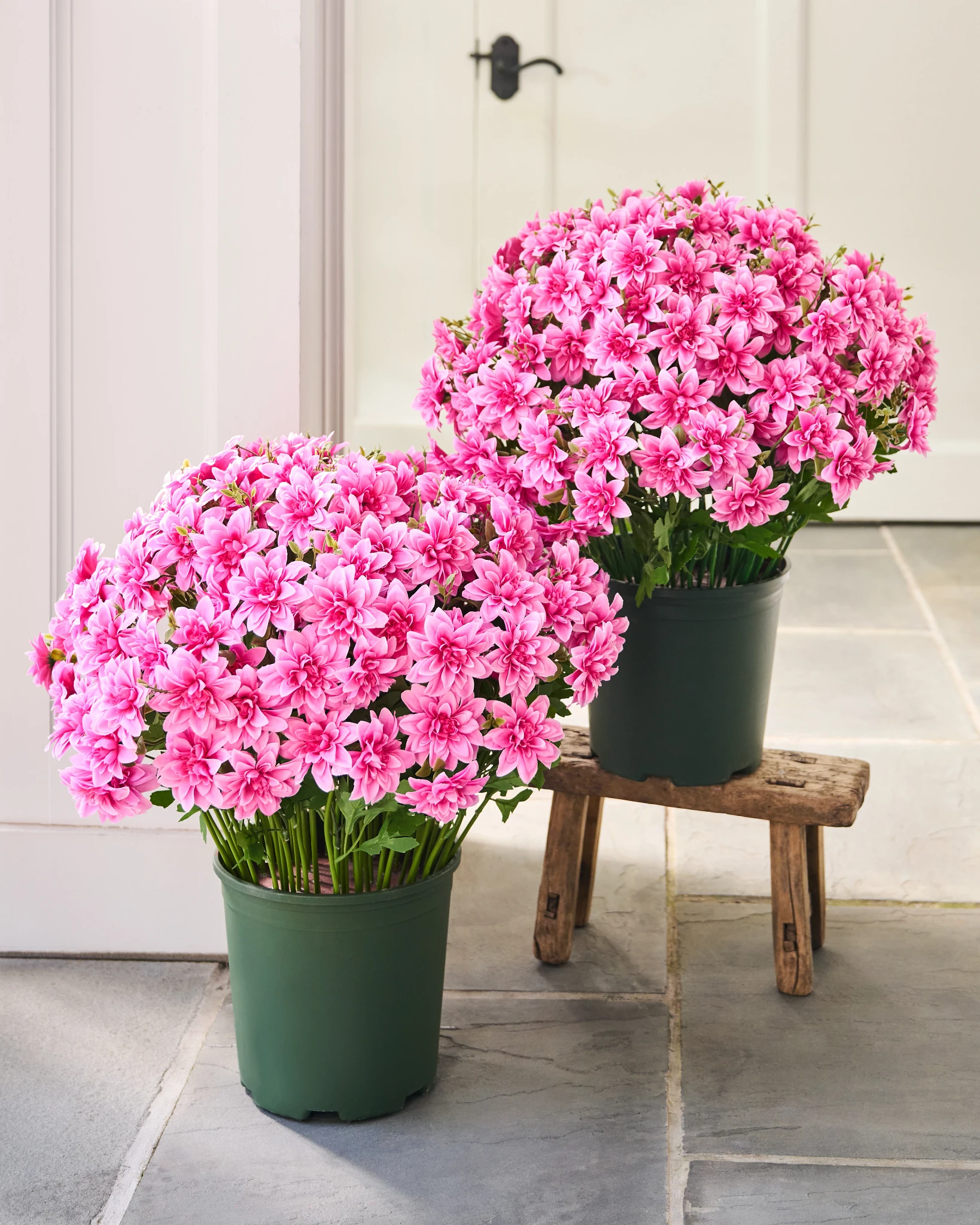 Riempitpotenza Dahlia Rosa Esterno