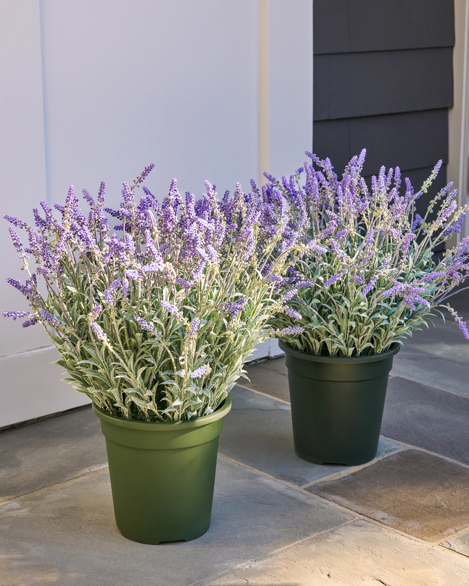 Riempitpot per Prato di Lavanda All'Aperto