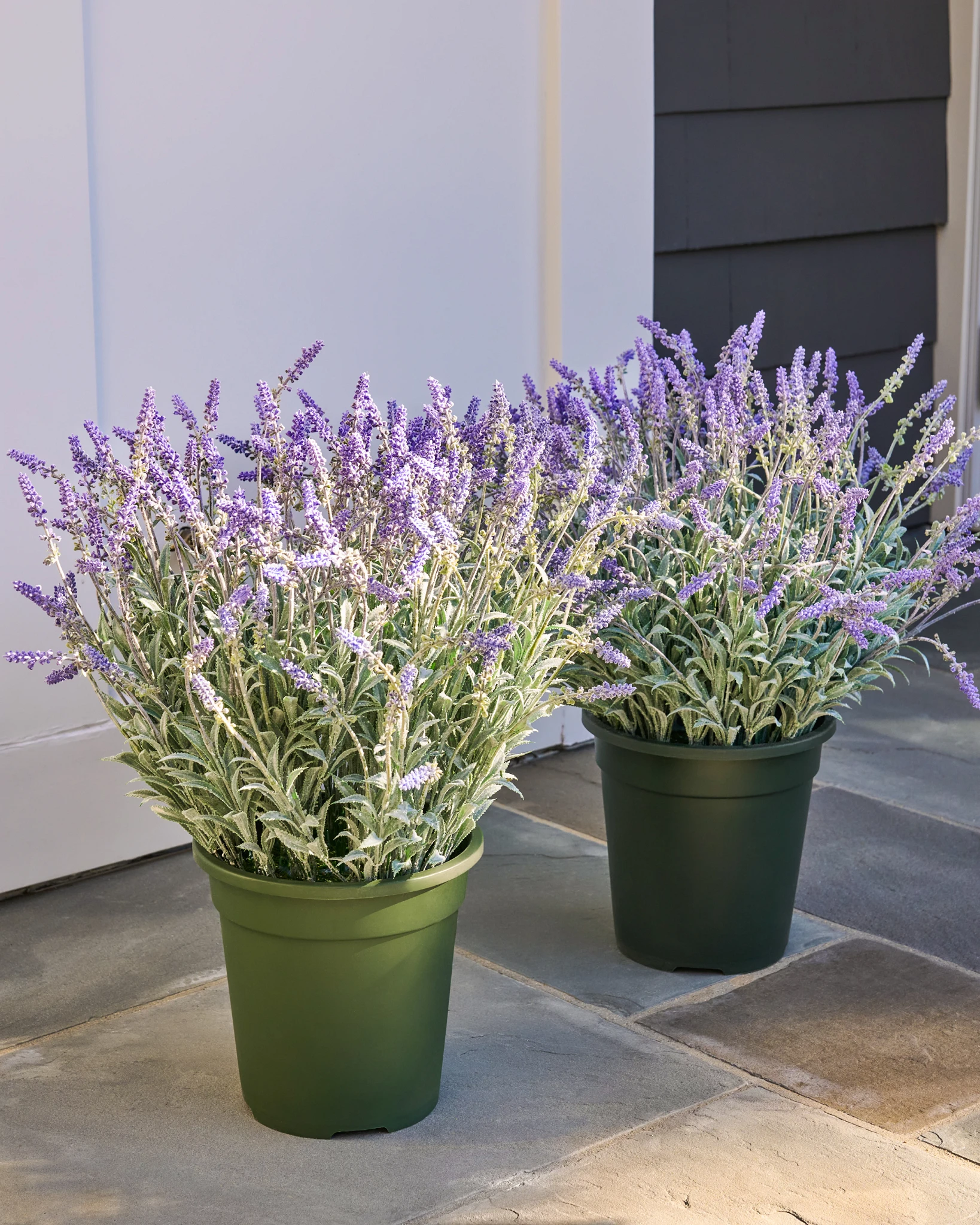 Riempitpot per Prato di Lavanda All'Aperto